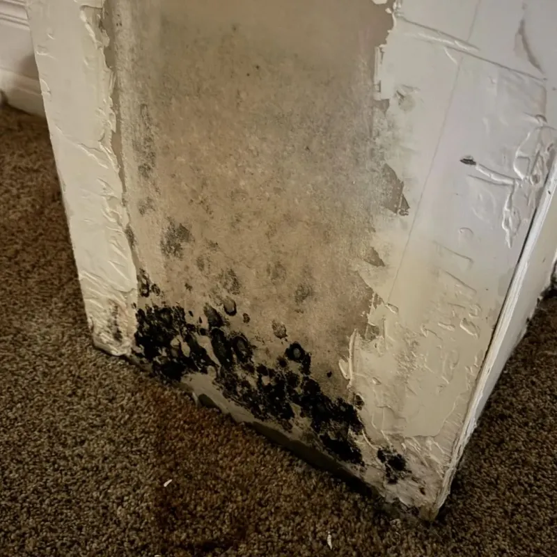 Professional Mold Removal in West Liberty, IA